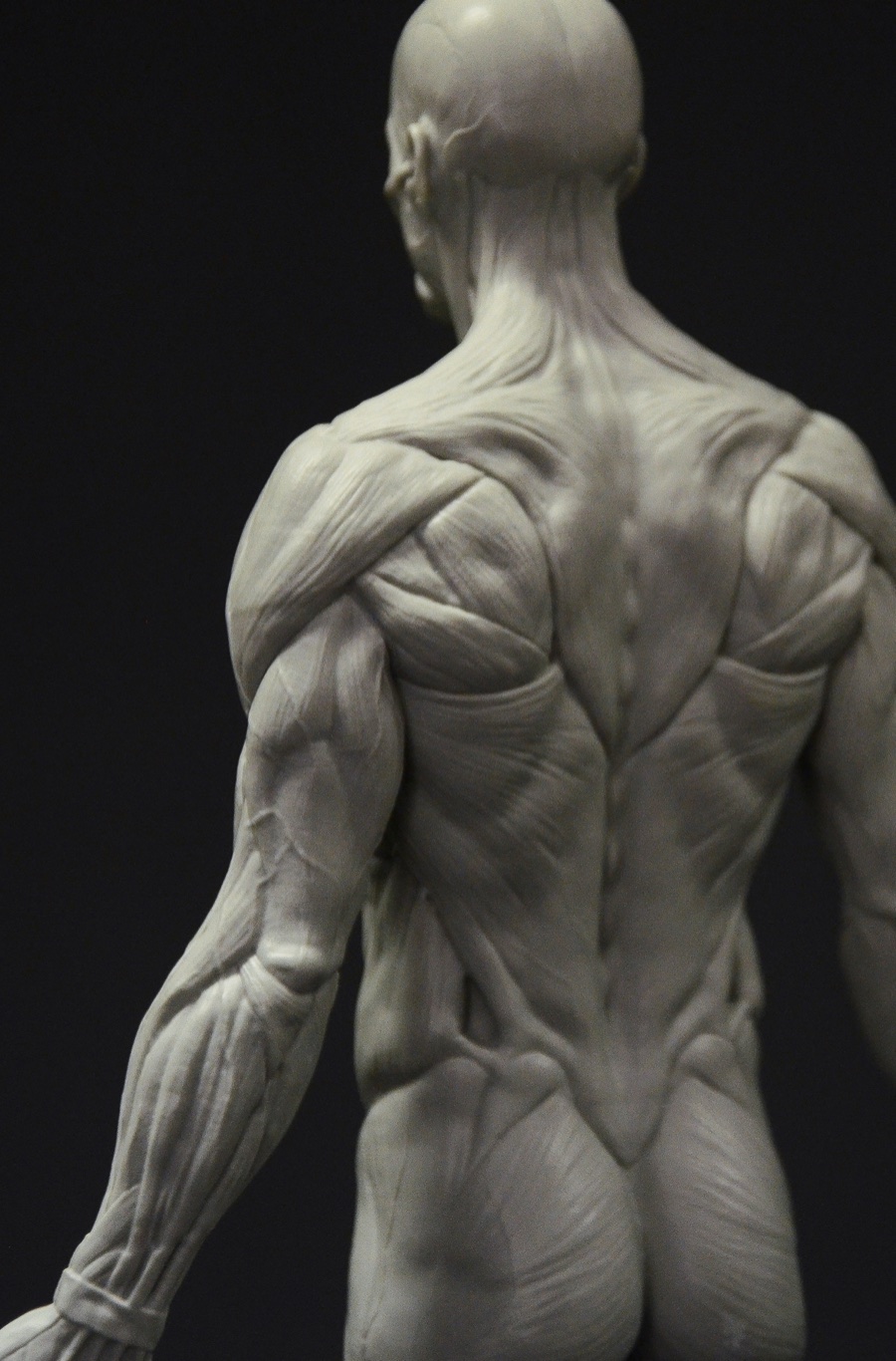 A traditional sculpted écorché showing the muscular forms of the back, shoulder, and arm