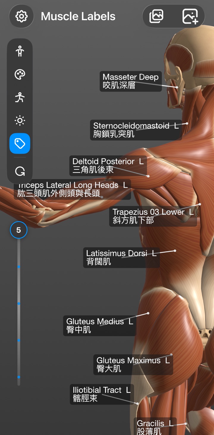Muscle labels shown in English and Traditional Chinese at the same time