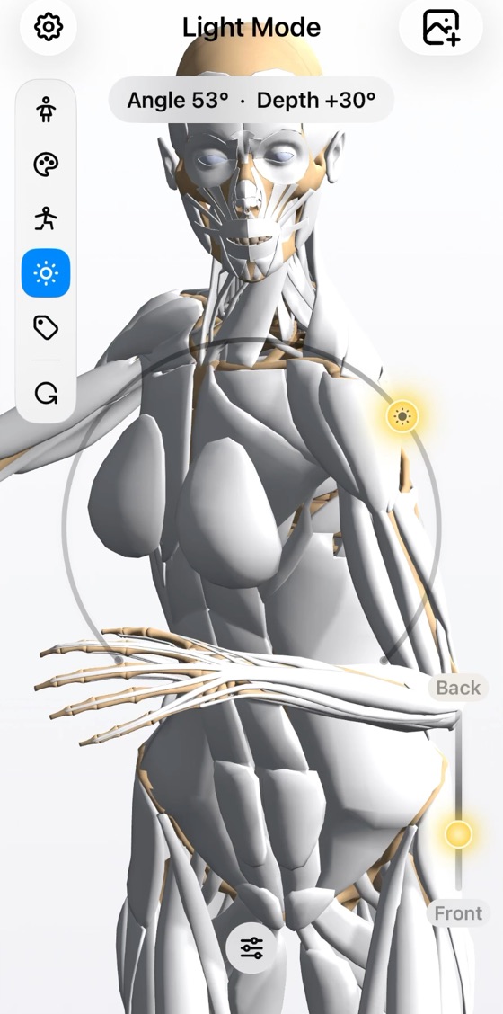 Studio lighting moving across the 3D anatomy figure to reveal different planes of the form